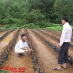 Quảng Nam tìm cách giúp cao su tiểu điền vượt khó