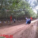 Cao su Chư Păh đẩy mạnh ứng dụng quản lý vườn cây
