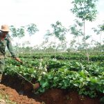 Trồng xen khoai lang thu nhập cao