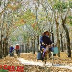 Cao su miền nhớ
