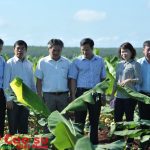Suất đầu tư Cao su Bình Long dự kiến 54,9 triệu đồng/ha năm 2016