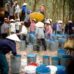 Công nhân cao su bị bệnh nghề nghiệp được hưởng bảo hiểm xã hội