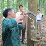 Tổ chức lễ mở cạo cao su miền núi phía Bắc vào ngày 17/10