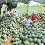 Trồng xen canh dưa hấu: Được mùa, được giá