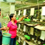 Những mô hình chăn nuôi hiệu quả cao