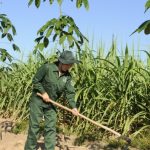 Xem xét trồng mía xen canh trong cao su