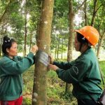Cao su mở cạo tại Điện Biên: Người dân phấn khởi