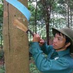 Tổ chức lễ khai thác mủ tại Lai Châu trang trọng, tiết kiệm