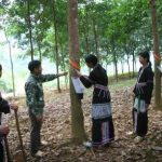 Sức trẻ cao su miền núi phía Bắc