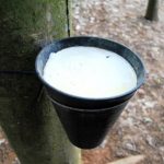 Ngỡ ngàng cao su Tây Bắc đón những giọt 'vàng trắng' đầu tiên