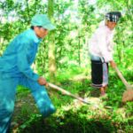 Tào Văn Sòn - Người tâm huyết với cây cao su