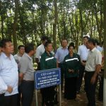 Tiếp tục mở cạo tại Cao su miền núi phía Bắc