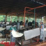 Cần quan tâm chất lượng mủ nguyên liệu tại vườn cây