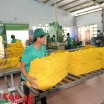 Giá cao su sẽ ổn định ở mức 30-31 triệu đồng/tấn