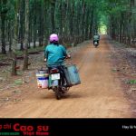 Tự hào Dầu Tiếng hôm nay