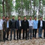 Cần khai thác hiệu quả dự án phát triển cây cao su miền núi phía Bắc