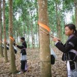 Tặng em gái Cao su Lai Châu