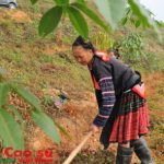 Lặng tình Tây Bắc