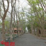 Sẽ xây dựng làng công nhân cao su