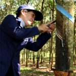 Tập trung khai thác mủ ngay đầu năm