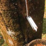 Nghiên cứu mới làm tăng sản lượng mủ cao su