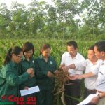 Mè nghệ xen canh