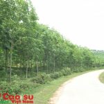 Tái cơ cấu diện tích Cao su Thanh Hóa, Hà Tĩnh, Hương Khê - Hà Tĩnh