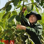 Tiếp tục chú trọng nâng cao công tác nông nghiệp