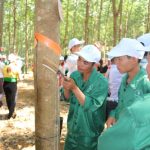 Dòng nhựa trắng thêm niềm tin cho bà con vùng cao