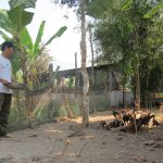Nuôi gà ta tăng thu nhập