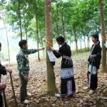 Cao su miền núi phía Bắc: Ngày vui đã đến...