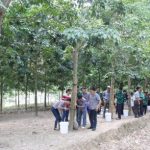 Hơn 500 CN Cao su Sơn La tham gia lớp học khai thác mủ
