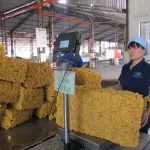 Tự hào với truyền thống 4 thế hệ công nhân cao su