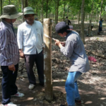 Cao su Krông Buk-Ratanakiri mở học cạo đầu tiên cho 24 công nhân Campuchia