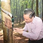 Cao su Việt - Lào phấn đấu khai thác vượt 1.000 tấn mủ