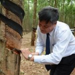 Cao su Chư Păh ra quân khai thác mủ