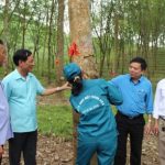 Cao su Hà Tĩnh phấn đấu vượt khó, đạt sản lượng 1.780 tấn mủ