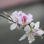 Say đắm hoa ban miền Tây Bắc