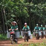 Sức sống Minh Hưng
