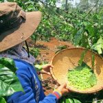 Mùa săn sâu muồng ở cực Bắc Tây Nguyên