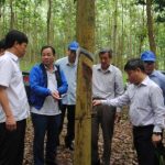 Tổ chức kỷ niệm 10 năm phát triển cao su miền núi phía Bắc tại tỉnh Sơn La