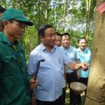 Cao su Hương Khê – Hà Tĩnh mở miệng khai thác