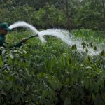 Không mở rộng diện tích cây cao su ở các tỉnh Tây Nguyên