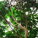 Cảnh báo bệnh nấm hồng gây hại cao su