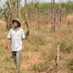 Nông dân Tây Nguyên khổ vì tiêu chết hàng loạt