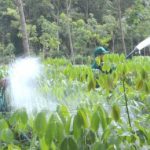 6 tháng đầu năm: Công tác nông nghiệp khả quan