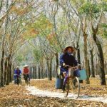 Những rừng vàng trắng quê tôi