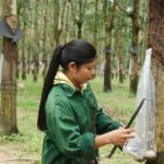 Tây Nguyên mất mủ mùa mưa bão