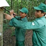 Đón dòng nhựa trắng nơi vùng biên