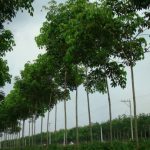 Giới thiệu quy trình kỹ thuật điều chỉnh bổ sung 2017
